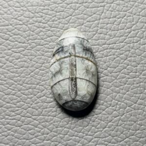 Orthoceras Gemstone Cabochon - Image 1