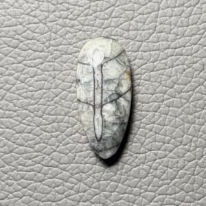 Orthoceras Gemstone Cabochon - Image 1