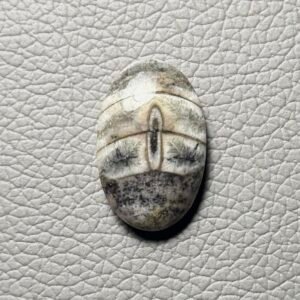 Orthoceras Gemstone Cabochon - Image 1
